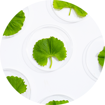 Centella Asiatica